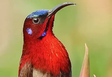 Sunbird